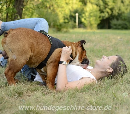 Hundegeschirr aus Nylon fur Englische Bulldogge