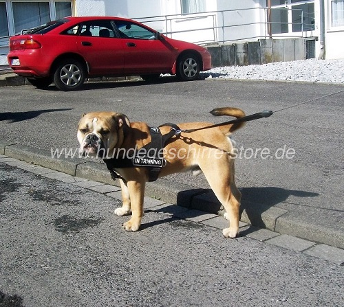 old englische Bulldogge geschirr berlin