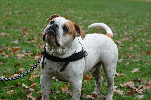 ledergeschirr anglische bulldogge kaufen