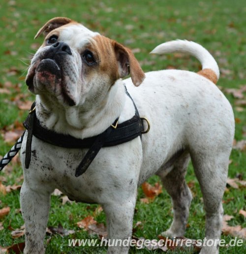 OEB Bulldogge Zuggeschirr Leder