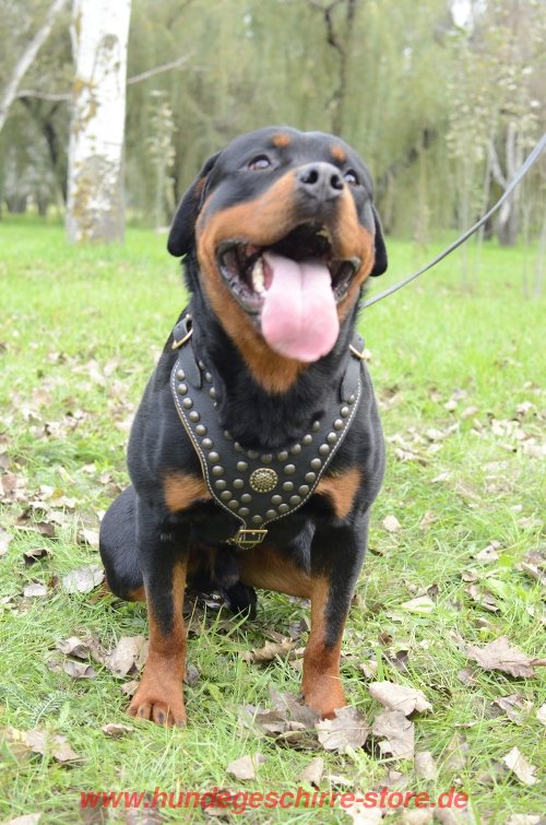 Rottweiler Geschirr Leder mit Nieten