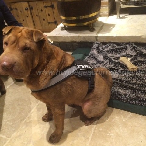 geschirr nylon shar pei sport