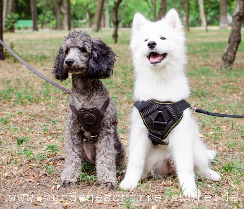 praktisches Leder Hundegeschirr