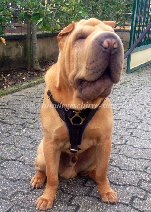 ledergeschirr shar pei berlin