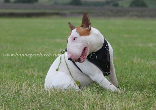 Bull Terrier Leather dog harness