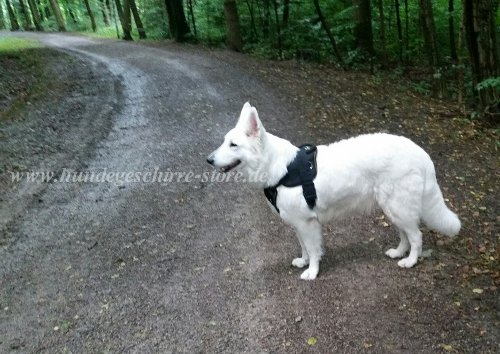 nylon geschirr weisser schäferhund kaufen