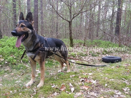 Hundegeschirr fuer Reifen Sport