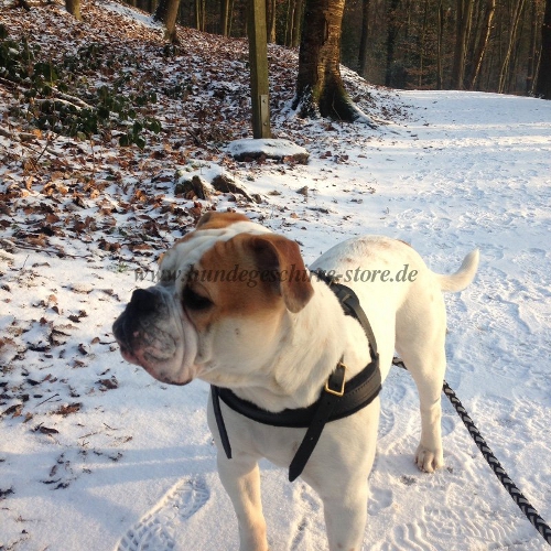 leder geschirr olde englische bulldogge kaufen