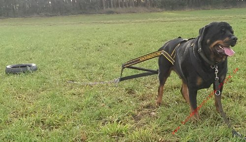 Rottweiler Weight Pulling Harness 