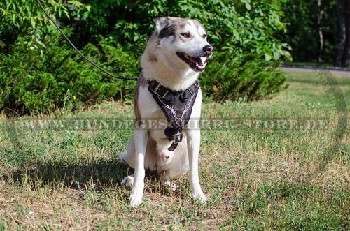 Laika, zuggeschirr husky