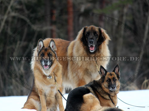 Geflochtene Hundeleine für Deutschen Schäferhund kaufen