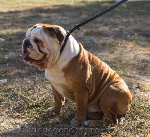 Leather dog leash, nice