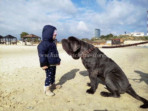 Hundeleine leder mastiff schön