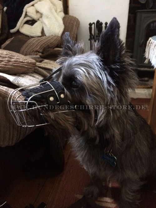 Kleiner Drahtmaulkorb für Benji Cairn Terrier