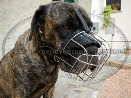 Cane Corso Maulkorb aus Draht Deutschland