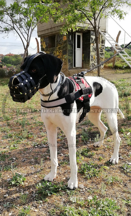 Ledermaulkorb für Dogge