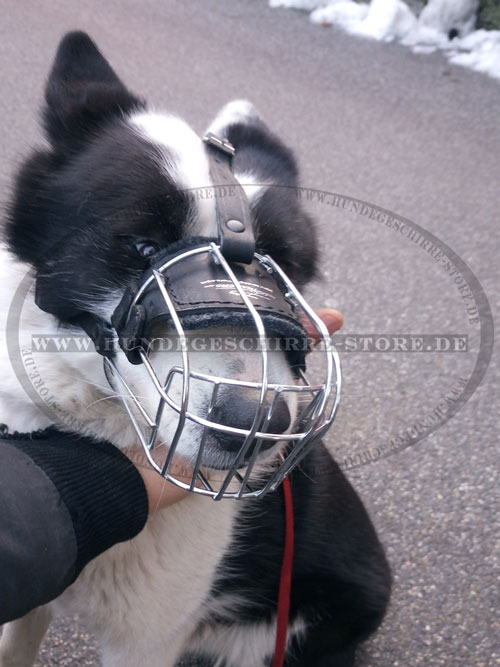 Bärenhund Drahtmaulkorb Deutschland