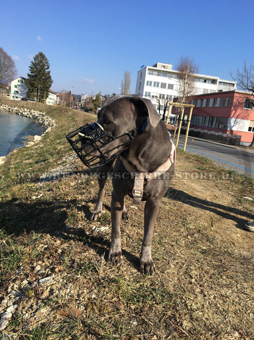 Drahtmaulkorb für Cane Corso kaufen