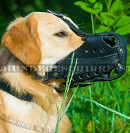 Leder Maulkorb für Golden Retriever, starke Konstruktion