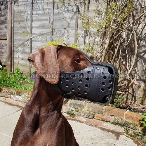 Hundemaulkor Leder geschlossen für Hetzarbeit