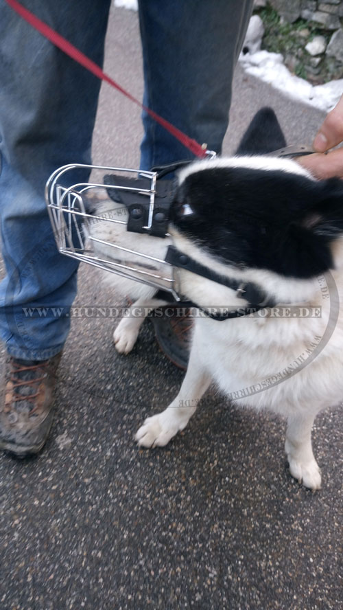 Maulkorb für Bärenhund kaufen