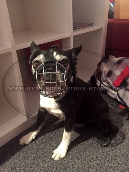 Kleiner Metall Maulkorb für Boston Terrier Hund