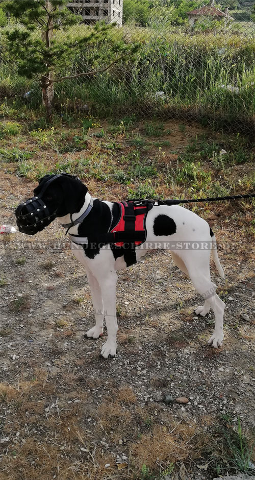 Hundemaulkorb für Deutsche Dogge Deutschland