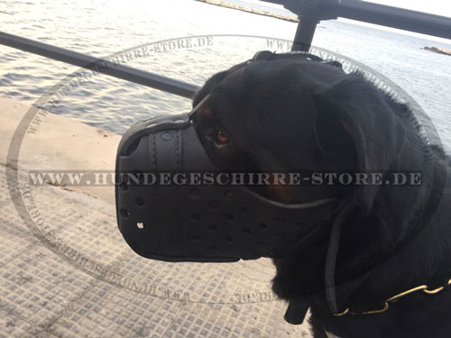 Stoßkorb für Diensthunde aus Leder mit Stirnriemen
