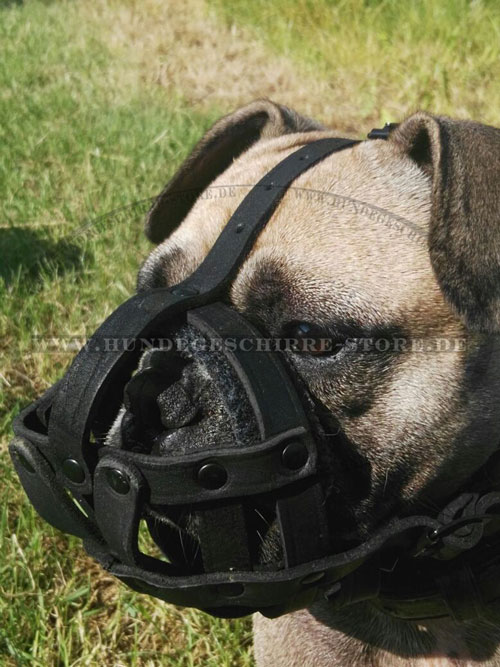 Leder Maulkorb für Französische Bulldogge kaufen