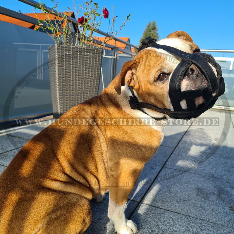 Hundemaulkorb Leder für Hunderassen mit kurzer Schnauze wie Bulldogge