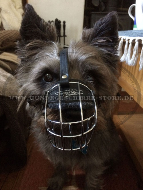 Kleiner Metall Maulkorb für Benji Cairn Terrier