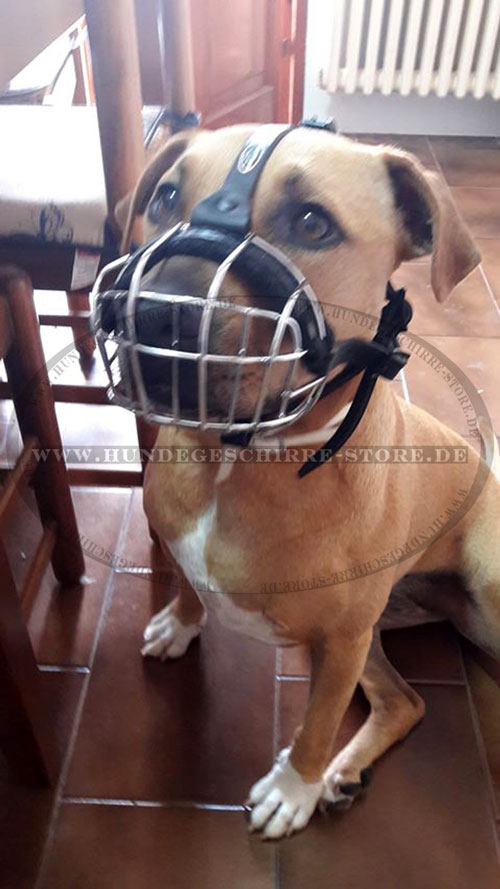 Pitbull Terrier Maulkorb aus Draht Deutschland
