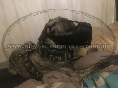 Presa Canario Stoßmaulkorb kaufen