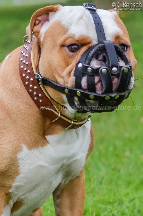 Bulldogge Maulkorb Österreich