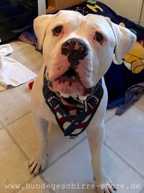 bemaltes Leder Geschirr für american bulldog kaufen