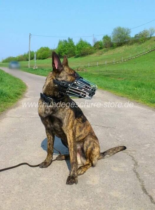 malinois maulkorb berlin