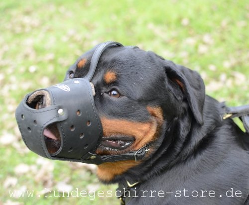 Safe leather muzzle Rottweiler