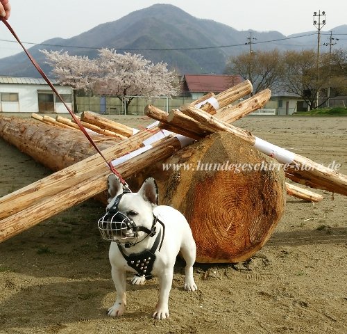 Französische Bulldogge maulkorb draht berlin