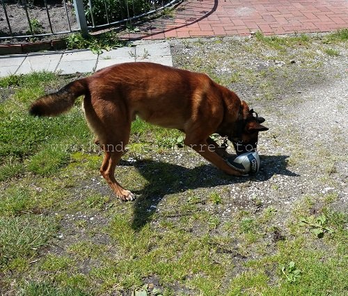 malinois maulkorb leder berlin