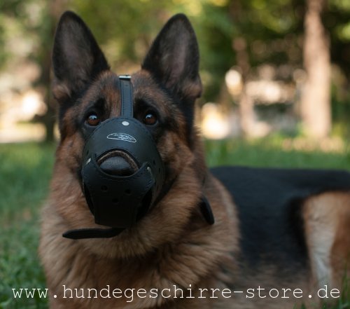 Beautiful leather muzzle german Shepherd