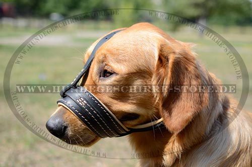 Leder Maulkorb für Golden Retriever