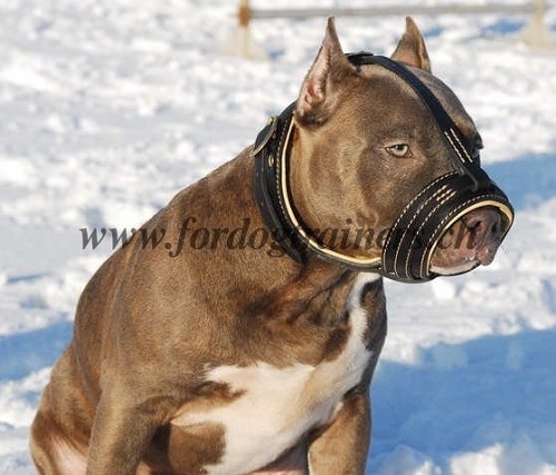 Maulschlaufe Leder nappa pitbull