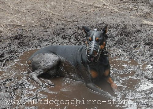 Stilvoller Maulkorb aus Leder