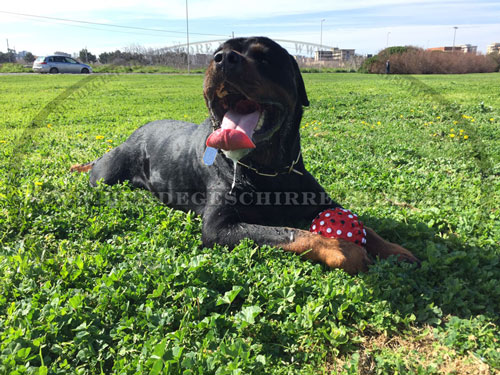 Hundespielzeug aus Gummi kaufen