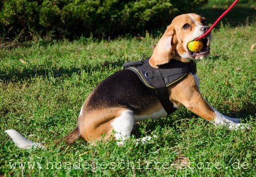 Spielball mit Aroma für Hunde