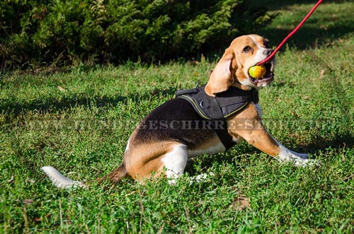 Spielball mit Aroma für Beagle