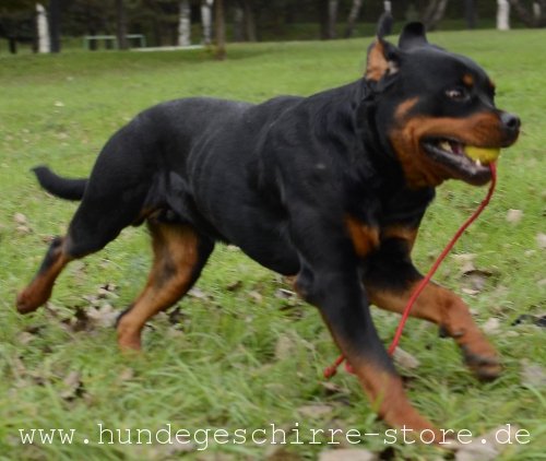 Spielball mit Aroma für Hunde