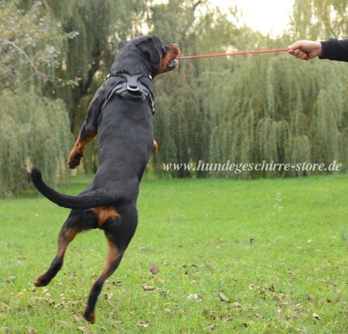 Spielzeug mit Schnur für Große Hunde wie rottweiler
berlin