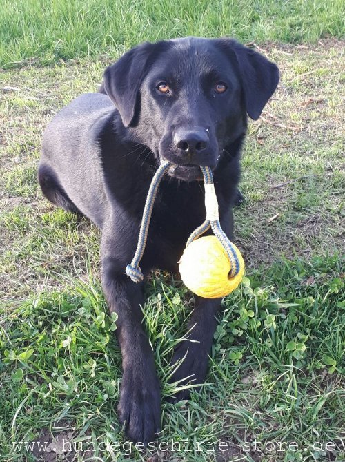 Hundeball Spielzeug Starmark am Seil