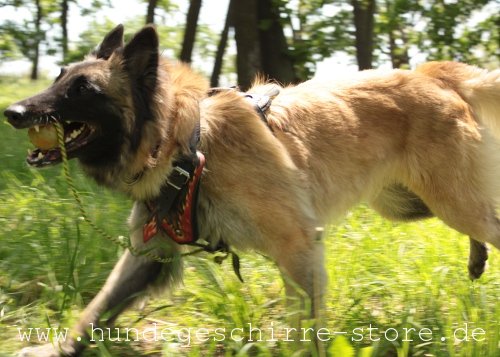 Spielball mit Schnur für Hunde